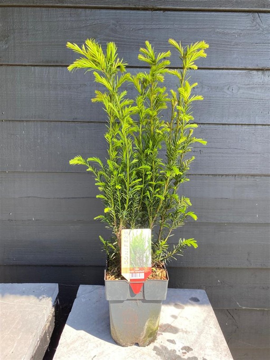 Taxus media 'Groenland' - C2 55-60 CM